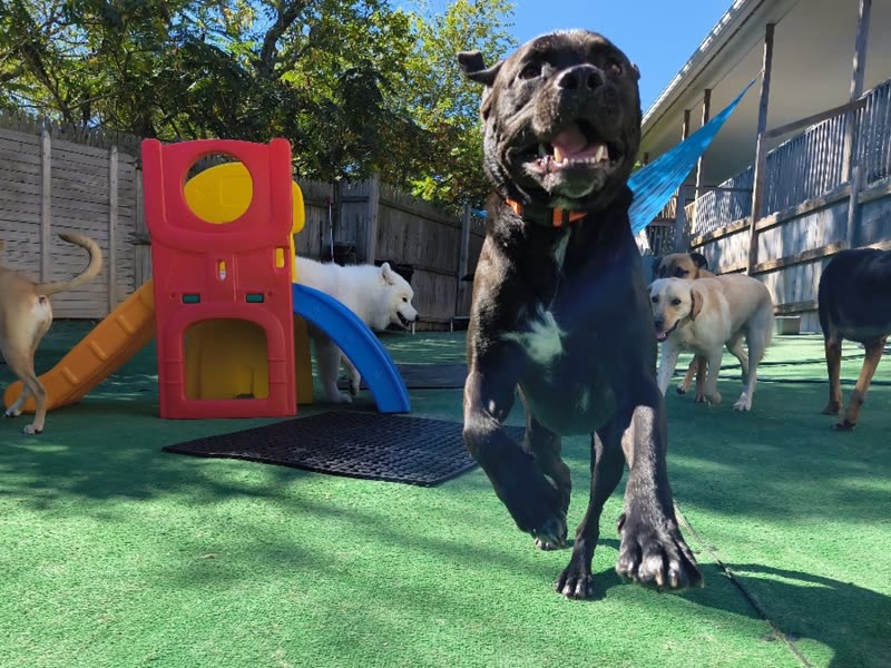 A black dog mid-run in front of the red and blue play structure in the turf yard, other dogs behind