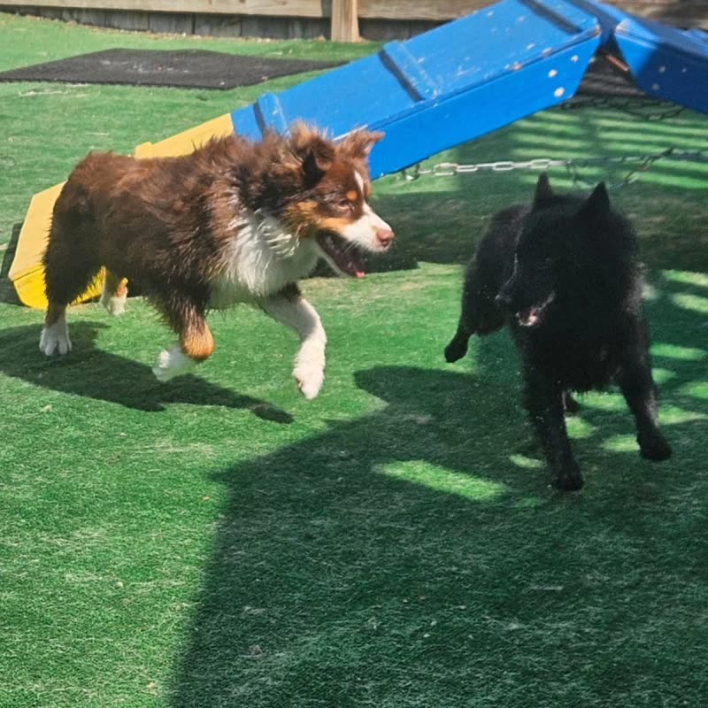 An Australian shepherd and a small black dog running past the blue slide in bright sunlight