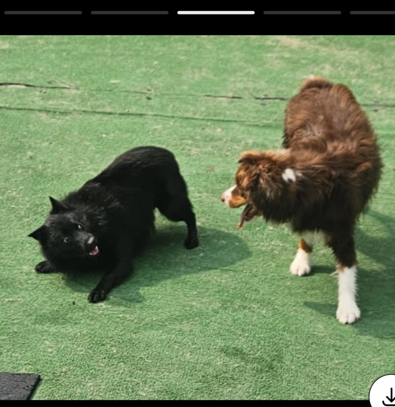 A black dog and a brown Australian shepherd play-bowing at each other on the turf