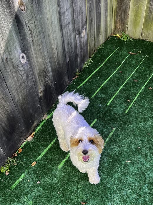 A small white fluffy dog looking up at the camera on the green turf play yard
