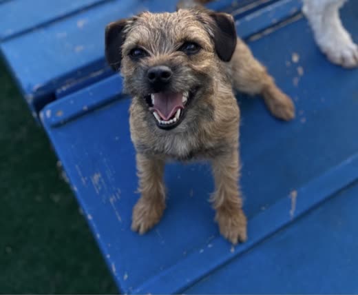 A border terrier standing on a blue play ramp with its mouth open