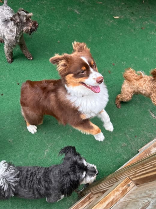 A red-and-white Australian shepherd sitting on the turf with small dogs around it