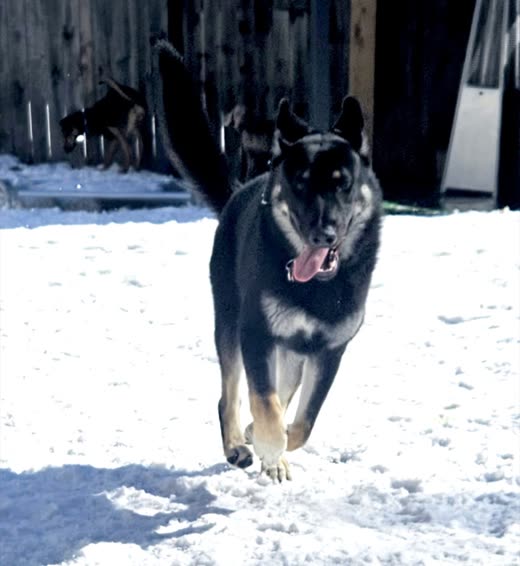 A German shepherd running through snow in the outdoor yard