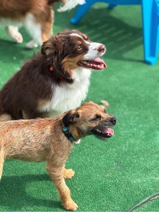 An Australian shepherd and a terrier trotting together across the turf